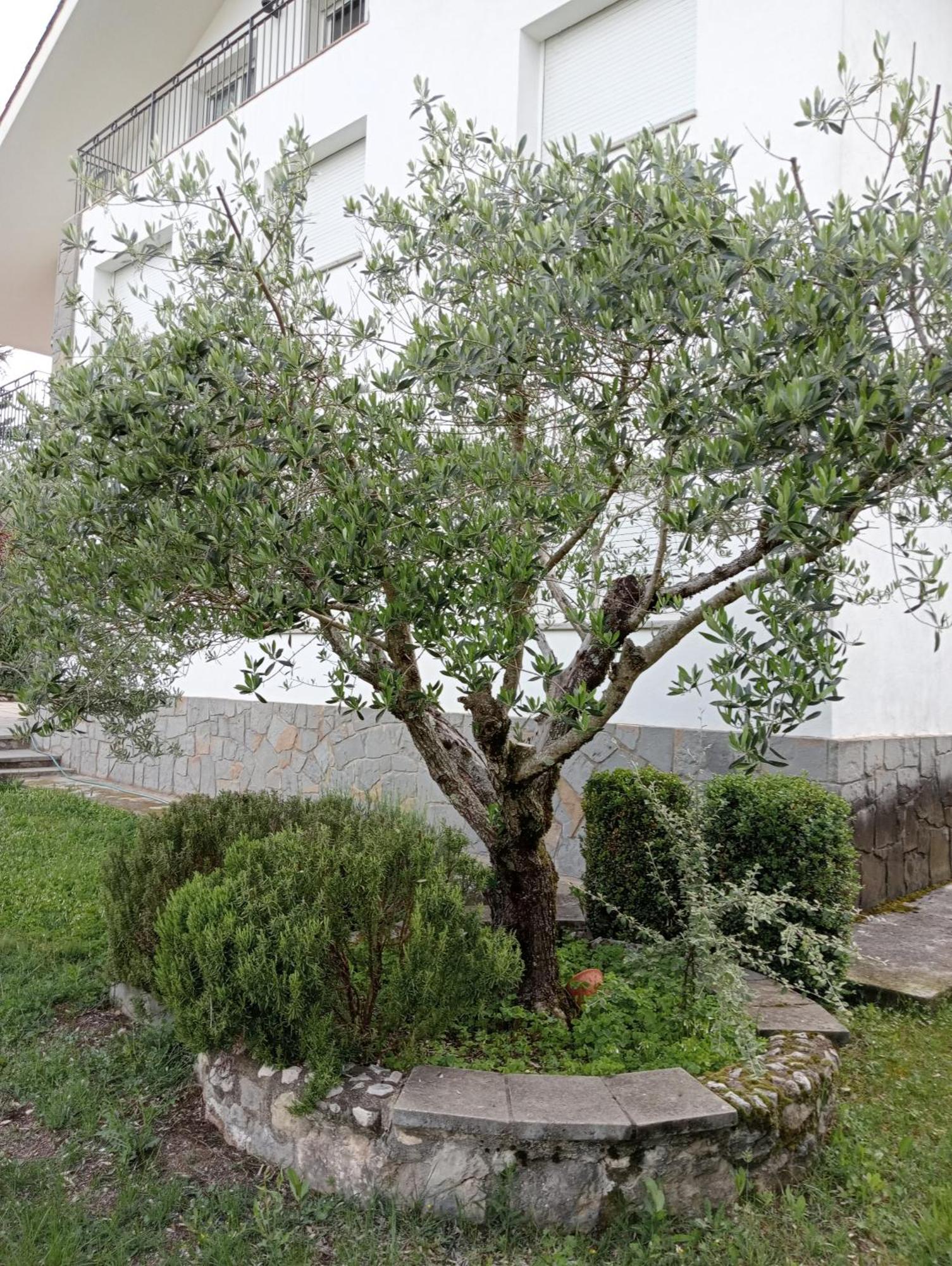סן לורנצו דה מורוניס Apartamento-Casa Turistica L'Espigol מראה חיצוני תמונה